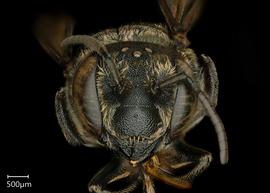   Megachile microsomanbsp; female face, photo: Chelsey Ritner 
